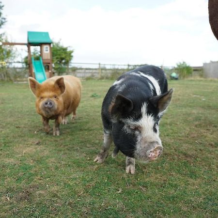 The Piggery Pod Hotell Sittingbourne Exteriör bild