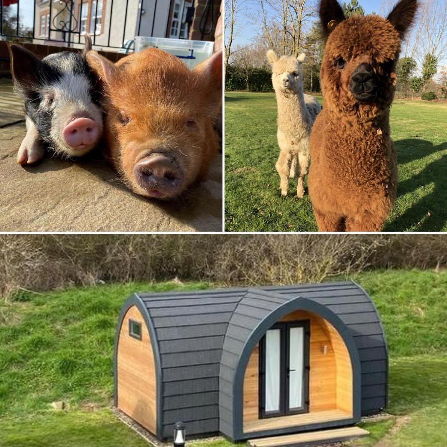The Piggery Pod Hotell Sittingbourne Exteriör bild