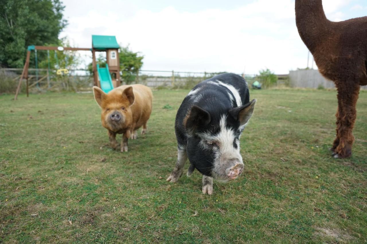 The Piggery Pod Hotell Sittingbourne Exteriör bild
